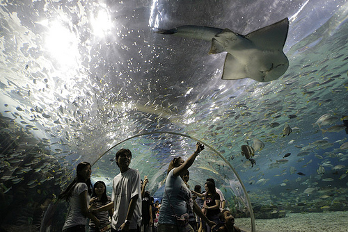 The Manila Ocean Park is an oceanarium located in Manila, owned and operated 